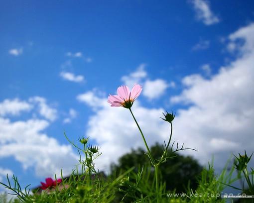 好看的未曾感受菊花瞬然带来的清爽之感图片