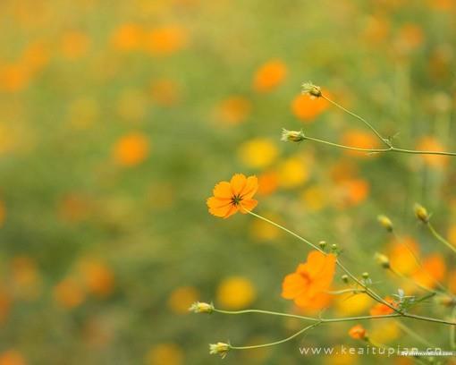 蓦然回首往昔菊花曾娇弱如一图片