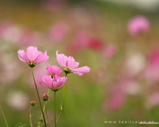 蓦然回首往昔菊花曾娇弱如一图片