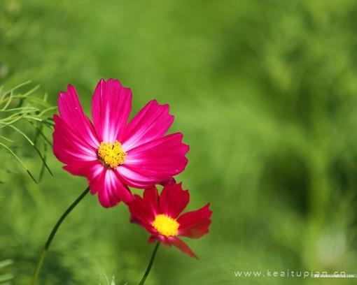 蓦然回首往昔菊花曾娇弱如一图片