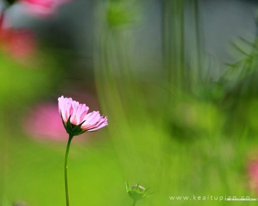 蓦然回首往昔菊花曾娇弱如一图片