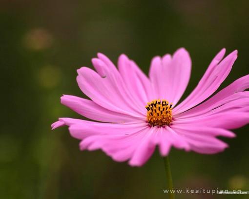 蓦然回首往昔菊花曾娇弱如一图片