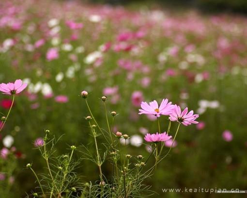 好看对那菊野那片深情一如既往图片