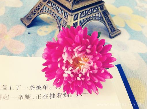 好看对那菊野那片深情一如既往图片