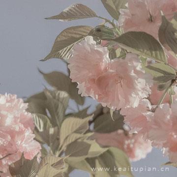 漂亮粉色风景系花朵，少女心花朵淡雅风景图图片