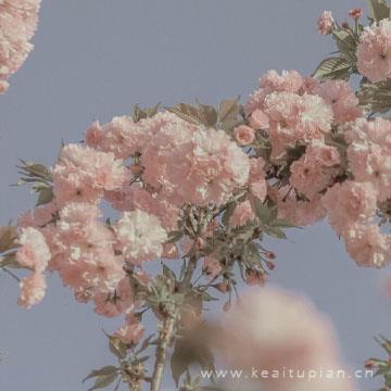 漂亮粉色风景系花朵，少女心花朵淡雅风景图图片