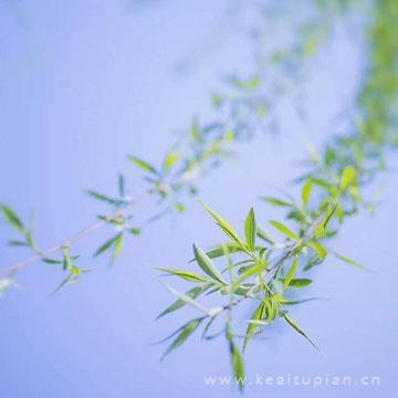 唯美淡雅植物风景真实，简单淡雅的真实适合做头像图片