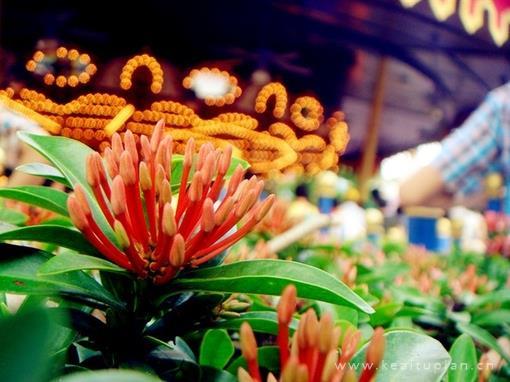 旋转木马这里永远等你图片