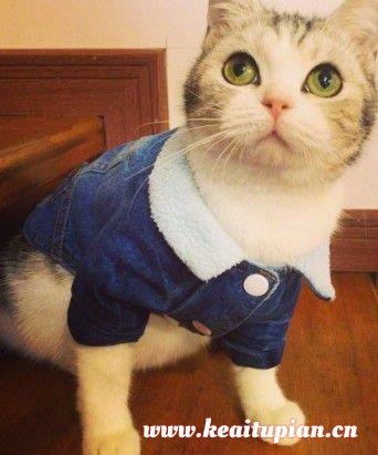 穿衣服撒娇的可爱小猫咪高清图片