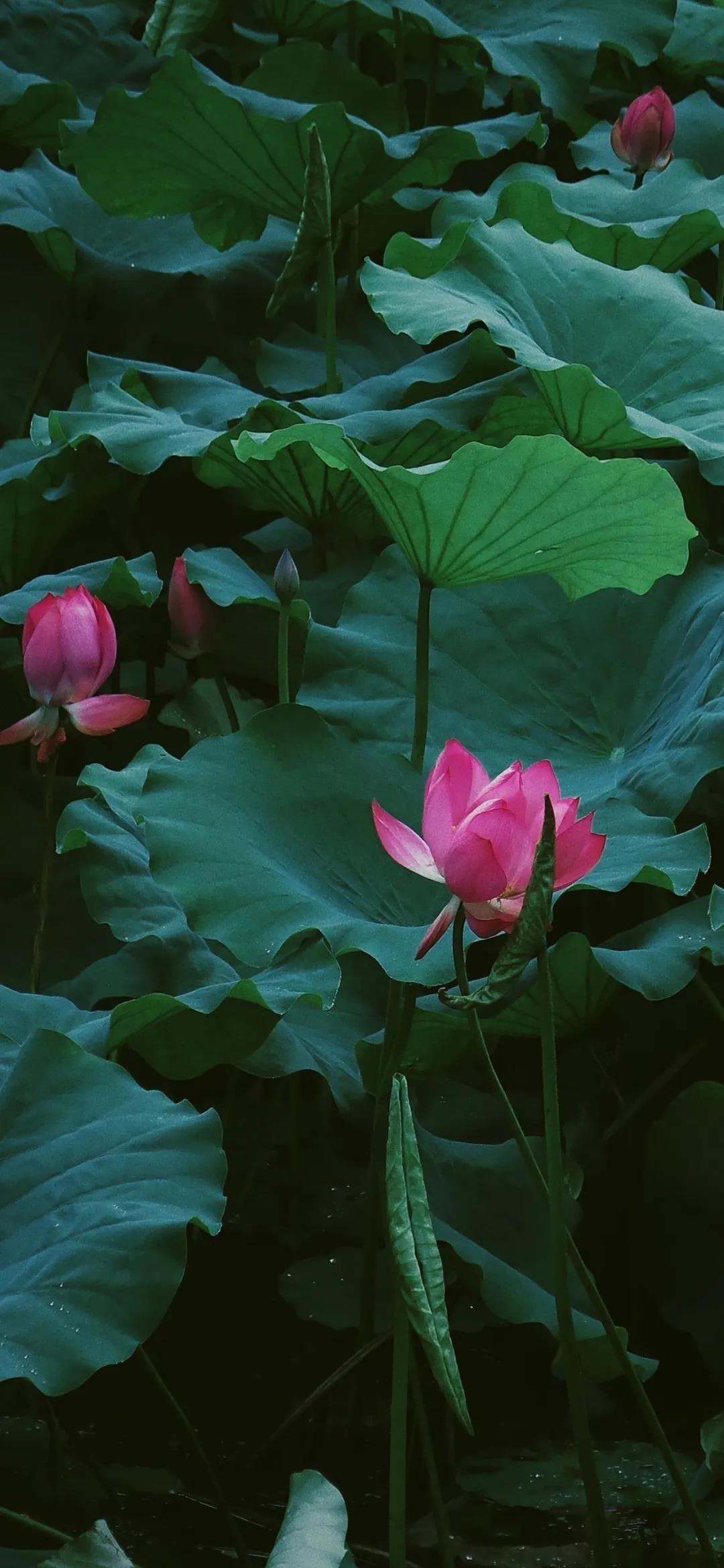 夏日清新治愈鲜花手机壁纸图片