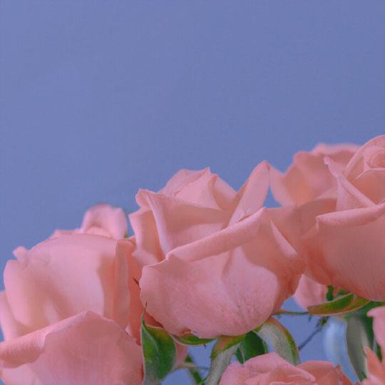 ins风粉色玫瑰头像 好看唯美的玫瑰花头像图片