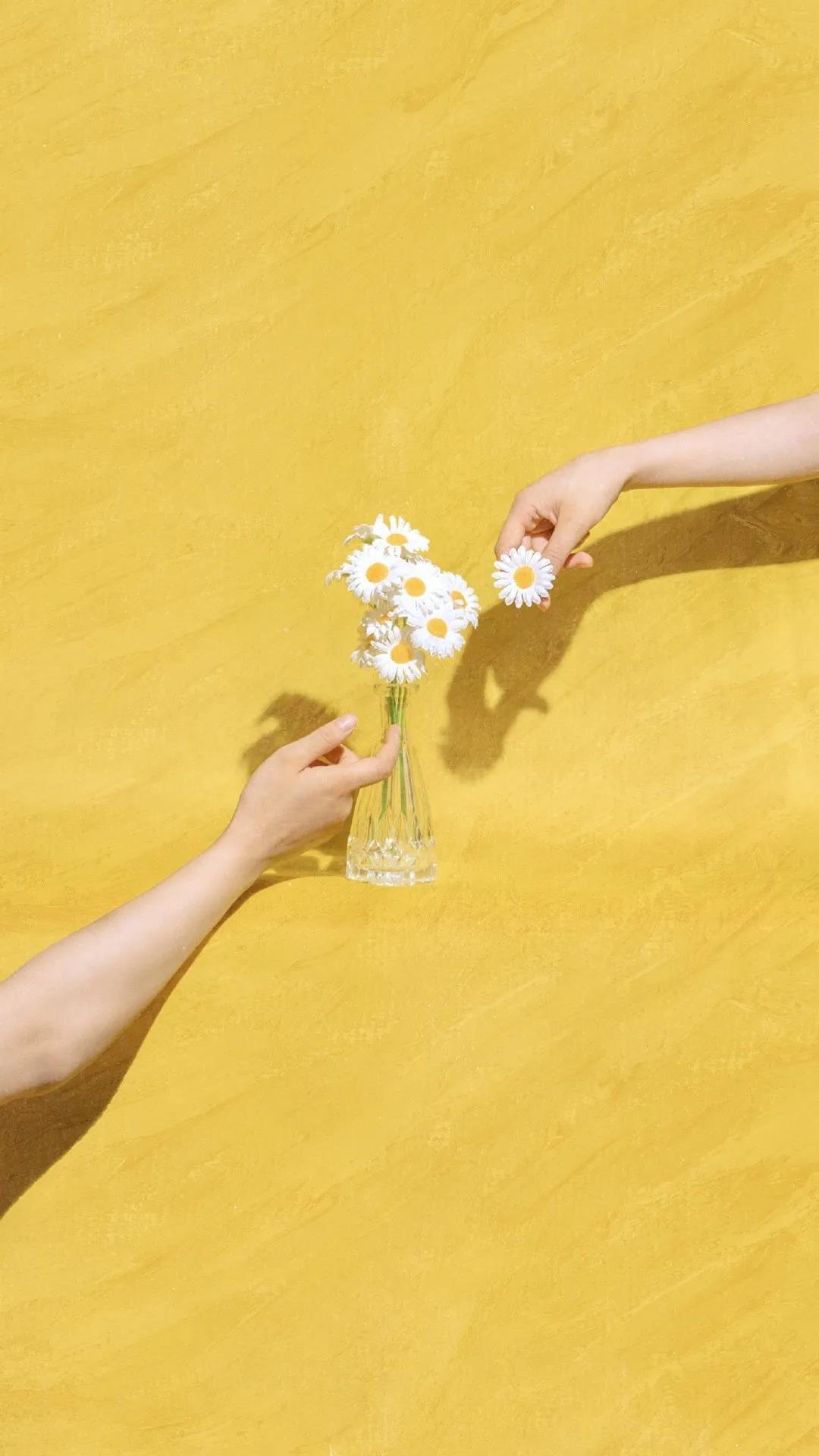 清新高雅的白色花朵高清手机壁纸图片