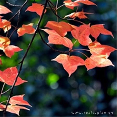 秋天唯美红枫微信朋友圈说说配图图片