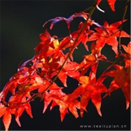 秋天唯美红枫微信朋友圈说说配图图片