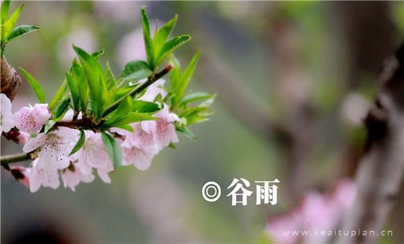 美丽谷雨节气带着 最新谷雨风景大全高清图片