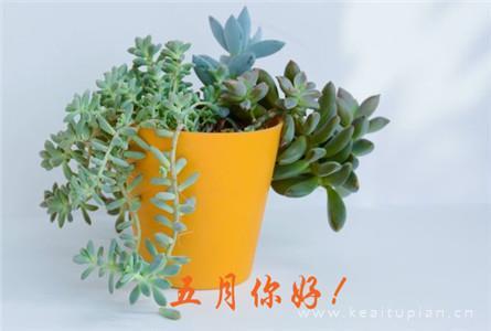 2021五月你好好看 微信5月你好大全图片