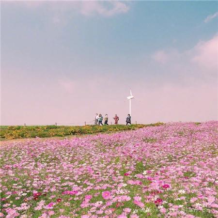 唯美花海大全有意境 春天自然风景最新图片