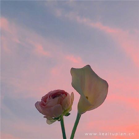 最美风景大全 带好运鲜花风景清新好看图片