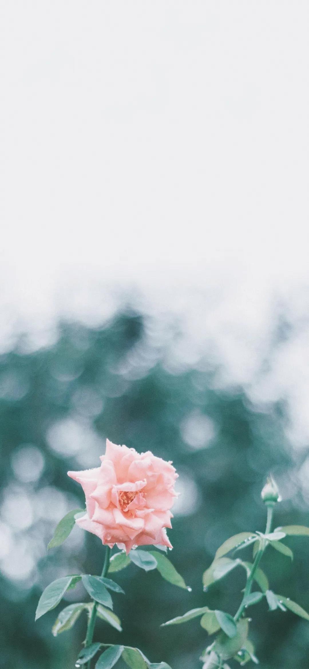 一枝盛放的花朵唯美文艺手机伤感壁纸图片