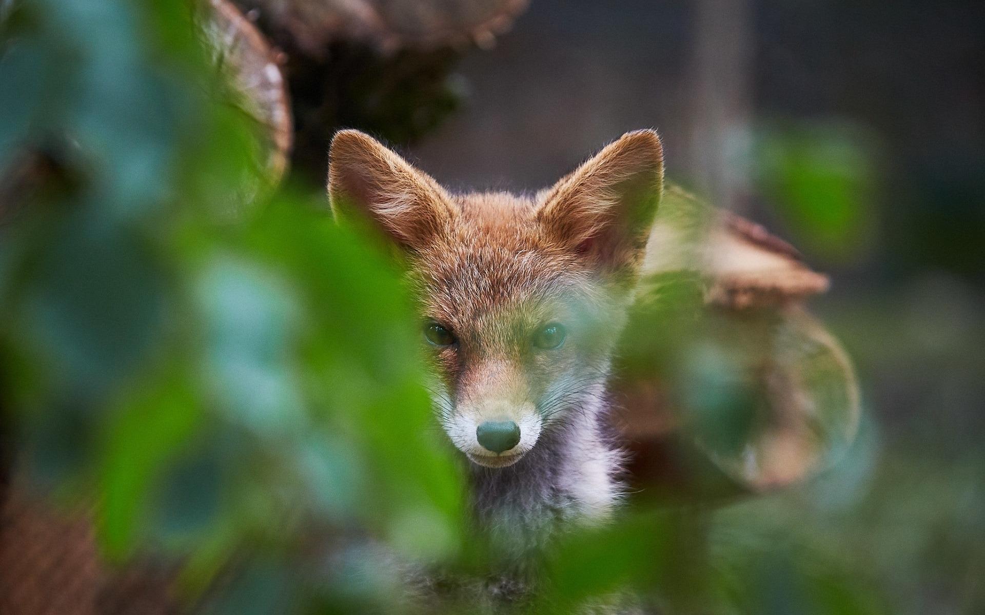 好看可爱的小狐狸高清图片桌面壁纸