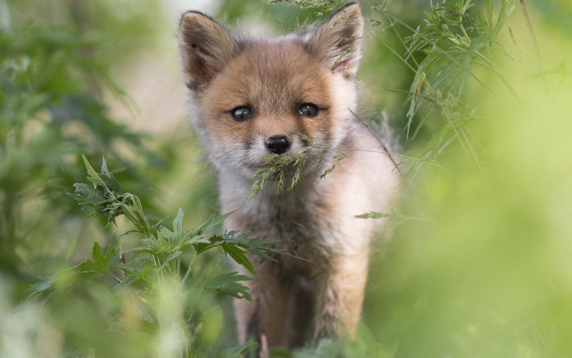 好看可爱的小狐狸高清图片桌面壁纸