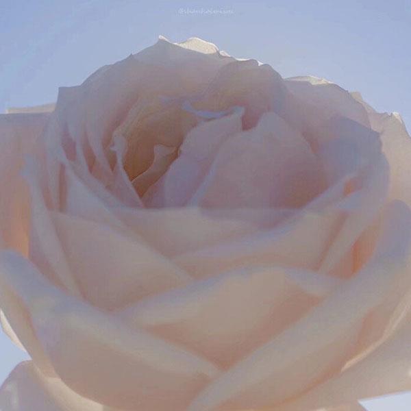 漂亮女人微信头像鲜花，适合做头像的鲜花九宫格图片