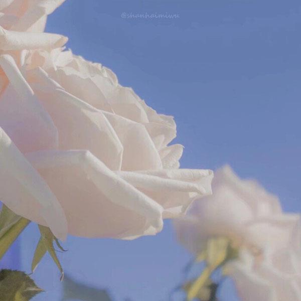 漂亮女人微信头像鲜花，适合做头像的鲜花九宫格图片