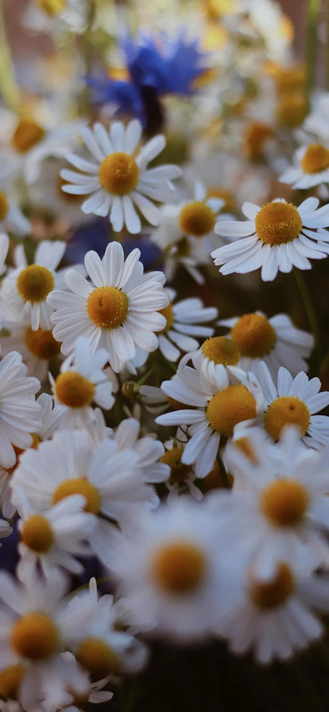 唯美小清新风格白色小雏菊手机壁纸图片
