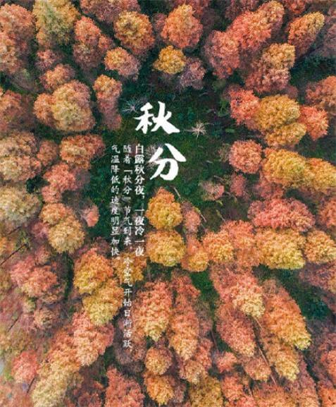 唯美金色秋分时节朋友圈图片配图