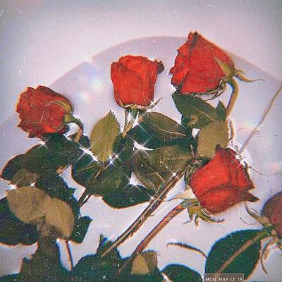 唯美红玫瑰与白玫瑰精致生活图片大全