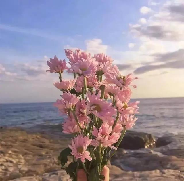 小清新菊系鲜花唯美图片