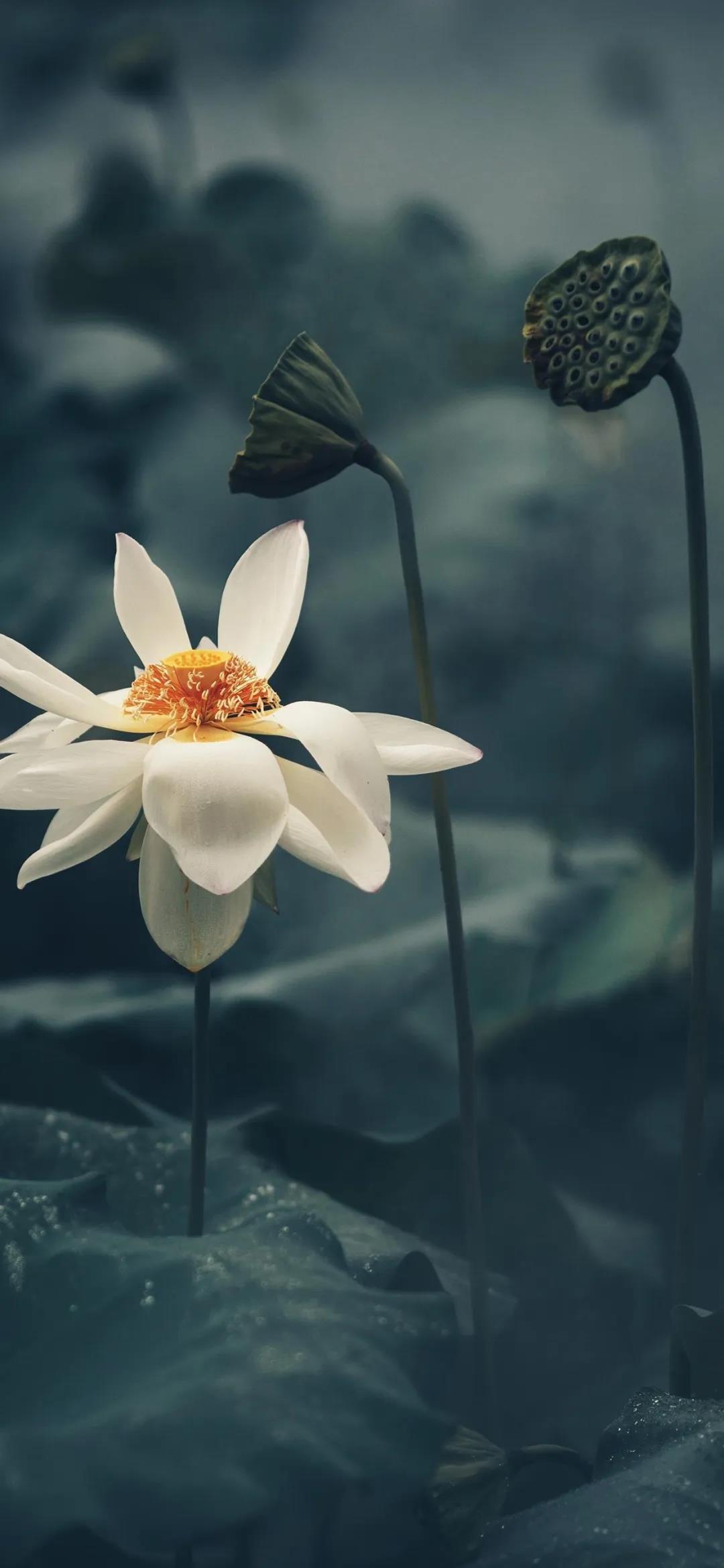 清新淡雅的荷花盛开唯美壁纸图片