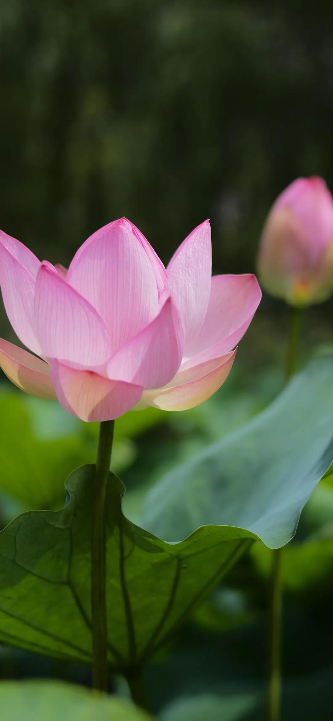 清新淡雅的荷花盛开唯美壁纸图片