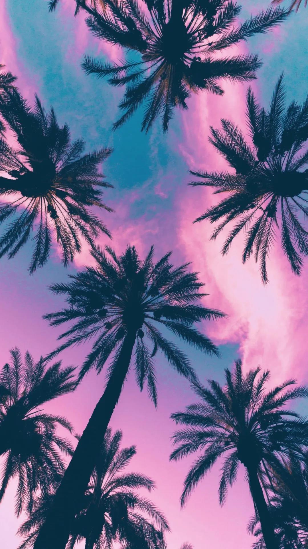 唯美天空下的椰子树手机壁纸图片