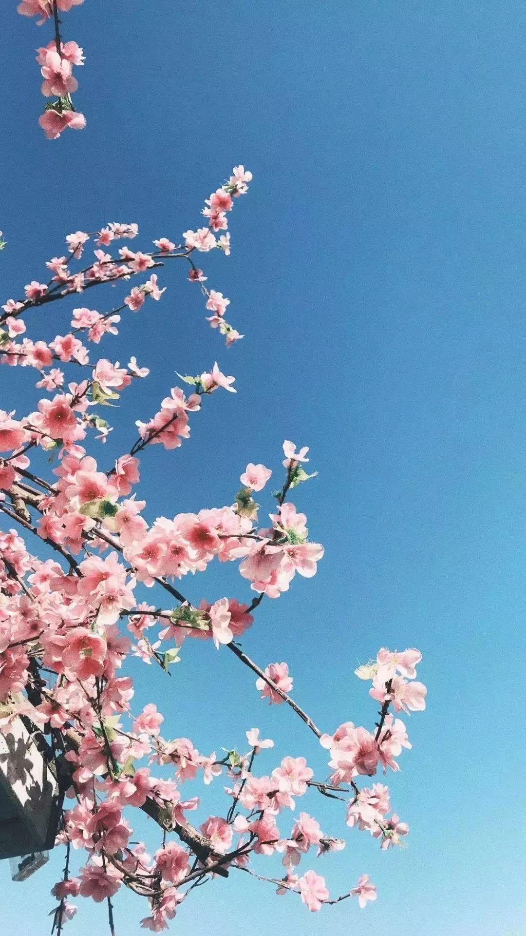 清新纯粹近乎透明的蓝与盛放的花儿手机壁纸图片