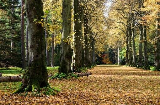 超美如果可以请让我倾身于这片枫海中吧图片