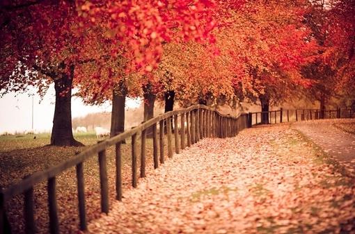 超美如果可以请让我倾身于这片枫海中吧图片