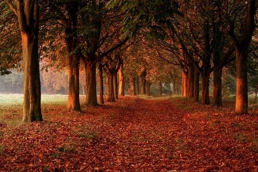 超美如果可以请让我倾身于这片枫海中吧图片