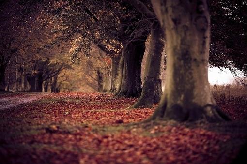 超美如果可以请让我倾身于这片枫海中吧图片