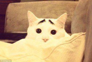 好看的世界已经再也无法阻止猫们卖萌了图片