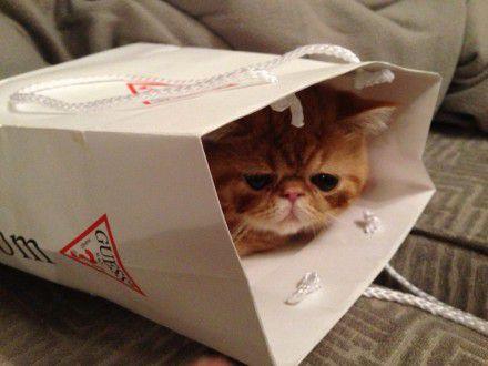 超美猫的眼神总是能杀死人可爱的让人受不了图片