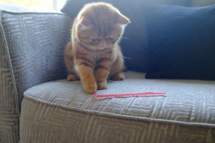 超美猫的眼神总是能杀死人可爱的让人受不了图片