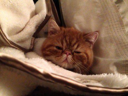 超美猫的眼神总是能杀死人可爱的让人受不了图片