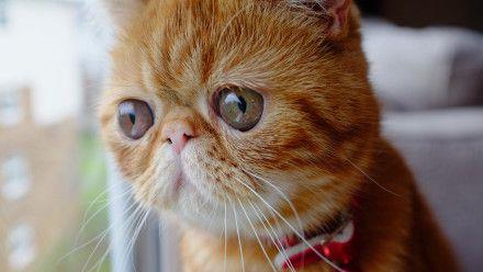 超美猫的眼神总是能杀死人可爱的让人受不了图片