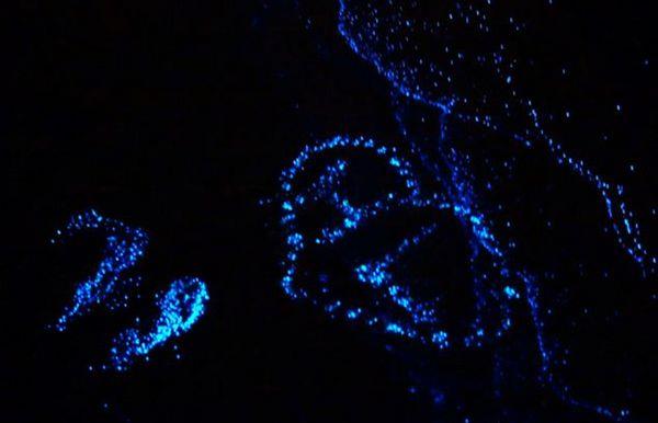 漂亮马尔代夫夜晚海边那么明亮图片