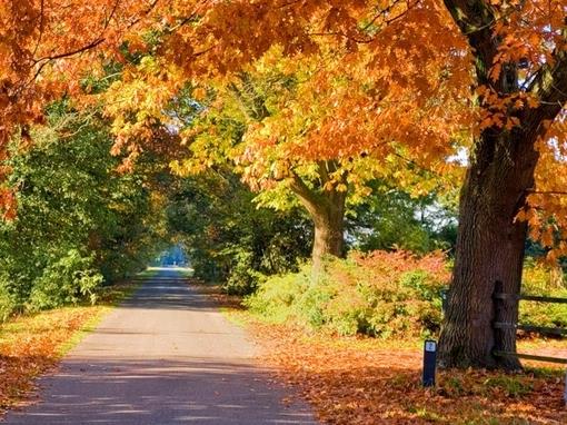 超美枫之舞谁懂这叶下的悲哀图片