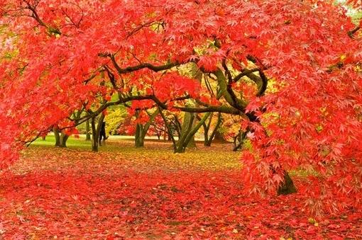 唯美你爱秋天的色彩更爱枫叶的美图片