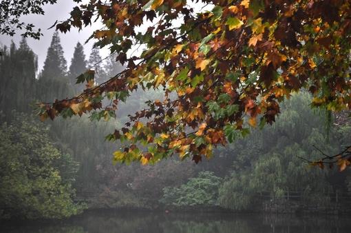 唯美你爱秋天的色彩更爱枫叶的美图片