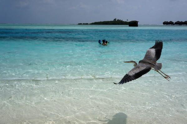 超美马尔代夫的景色让我陶醉图片