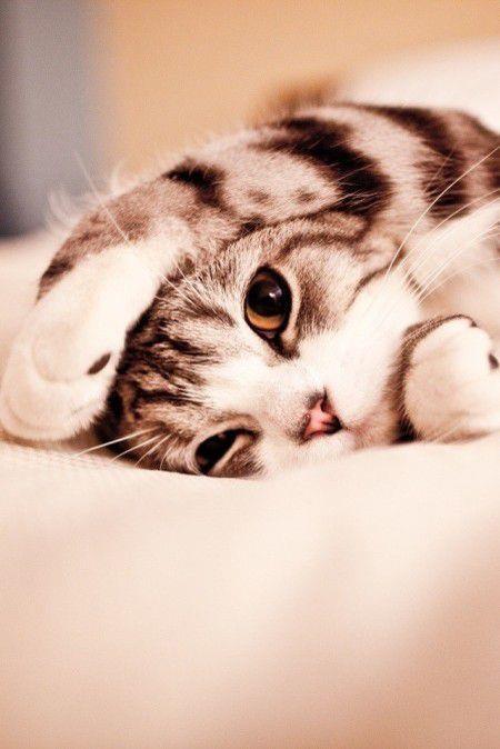 漂亮养猫的女生一定是折翅的天使图片